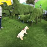 Dog interacting with Easigrass display