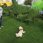 dog interacting with easi-animals at royal county berkshire show