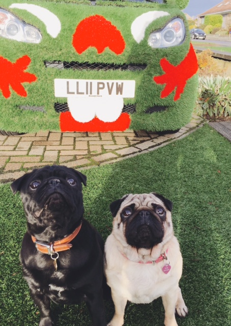 Echo & Sugz - Easigrass pet pugs