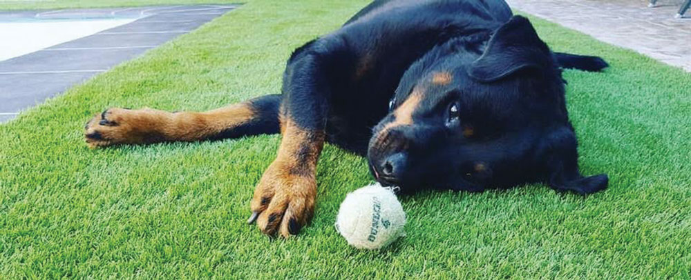 Dog laying on artificial grass