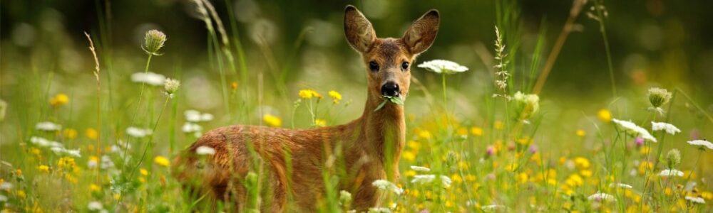 Does artificial grass necessarily have a negative impact on wildlife?