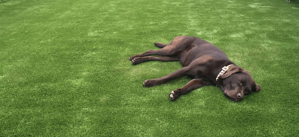 RSPCA sensory garden installed