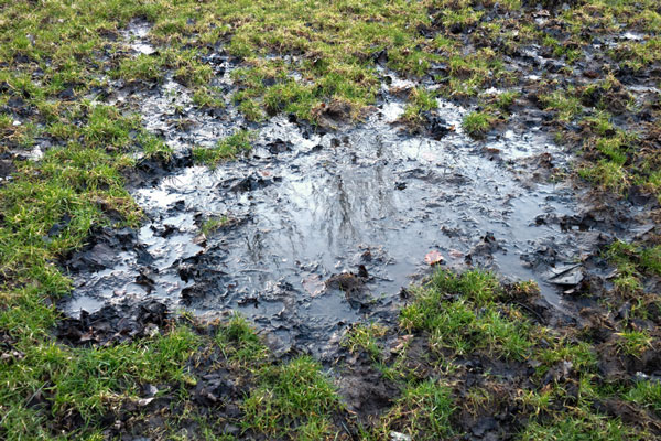 Grass destroyed by rain causing muddy puddle
