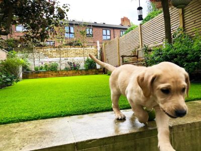 Artificial grass faqs - puppy walking away from artificial grass