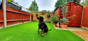 Domestic artificial grass installation - Kensington back garden