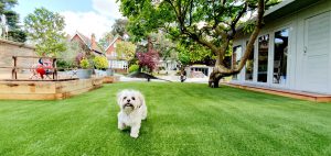 Dog playing on artificial grass