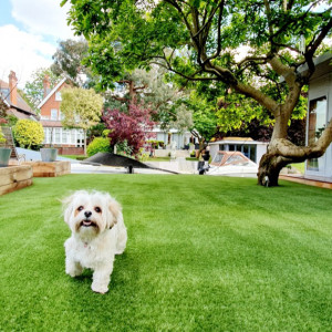 Dog playing on artificial grass