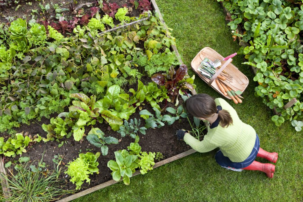 Fruit and vegetables growing in the garden