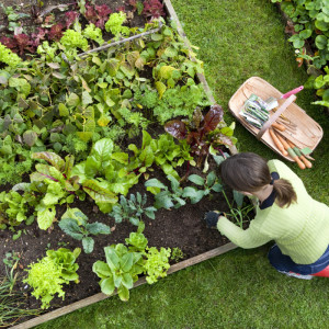 Fruit and vegetables growing in the garden