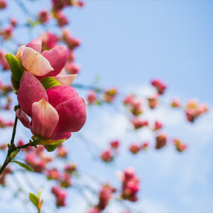 pink flowers