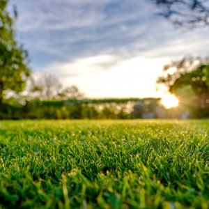 Sun shining over a grass garden