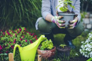 Person planting pots in the garden