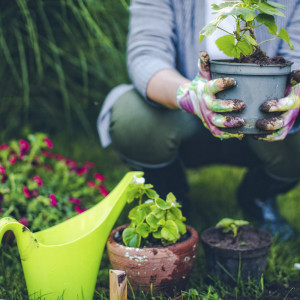 Person planting pots in the garden