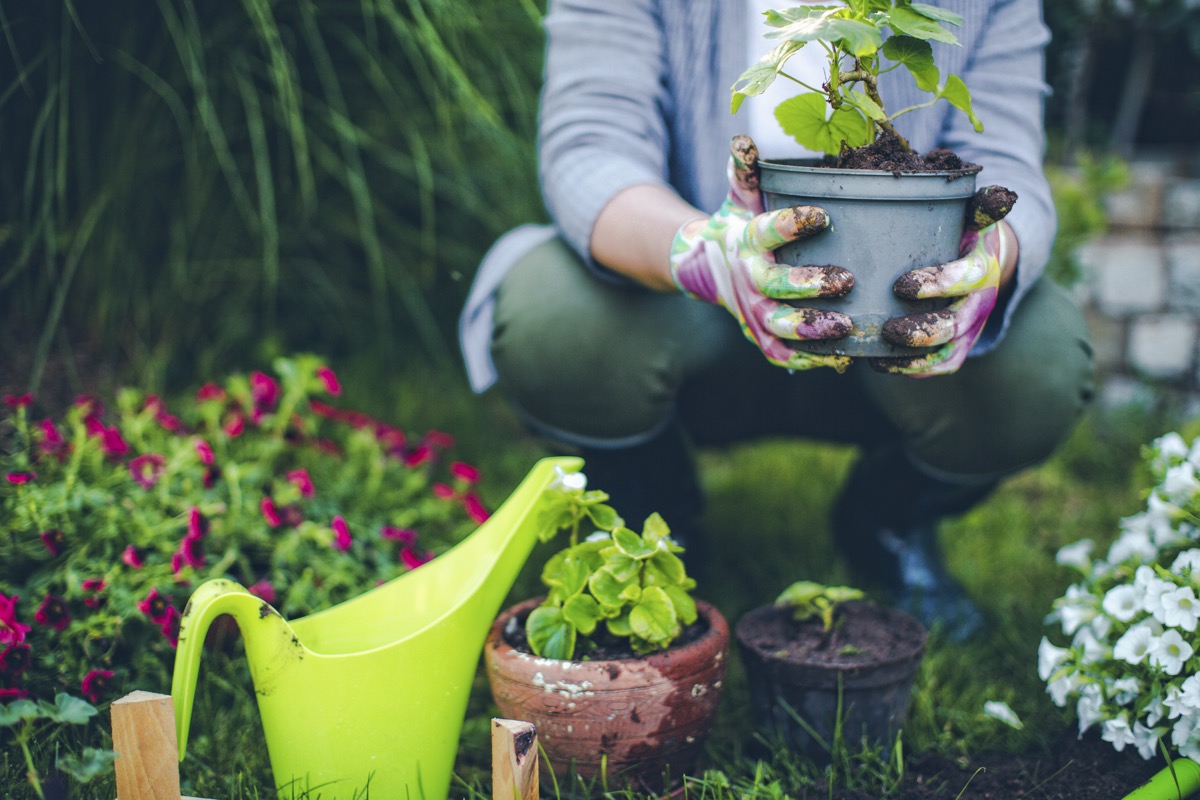 How to create a dog-friendly garden | Easigrass