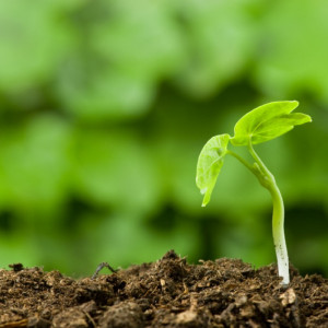 sprout growing in soil