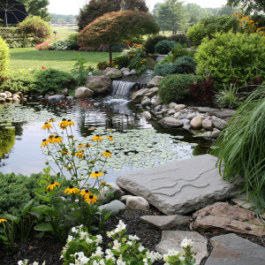 tranquil pond water with flowers and waterfall