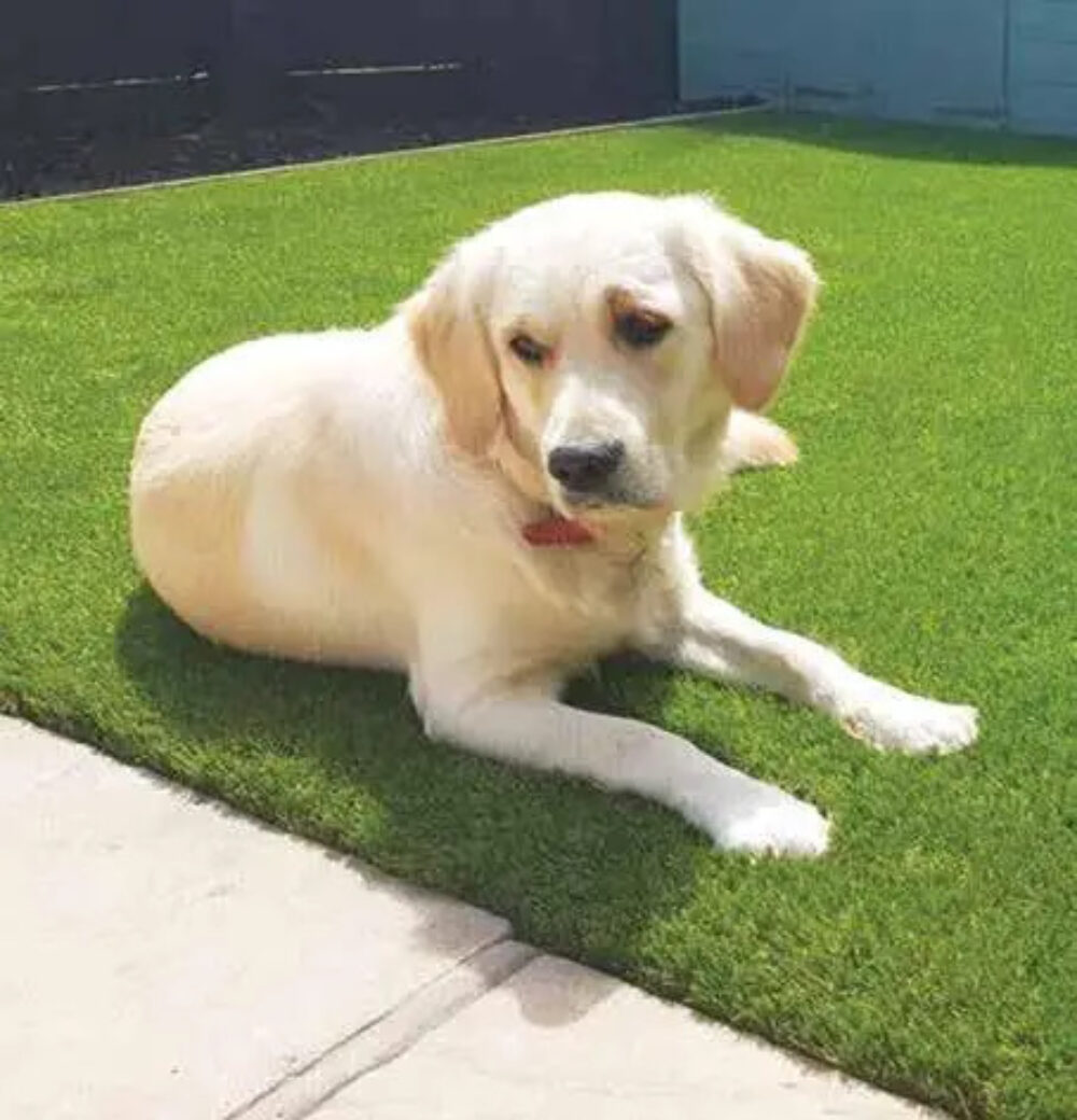 Artificial Grass for Dogs & Pets Easigrass™