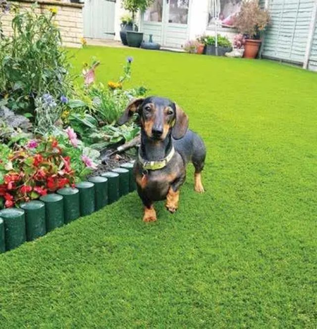 Pet Friendly Artificial Grass Easigrass™
