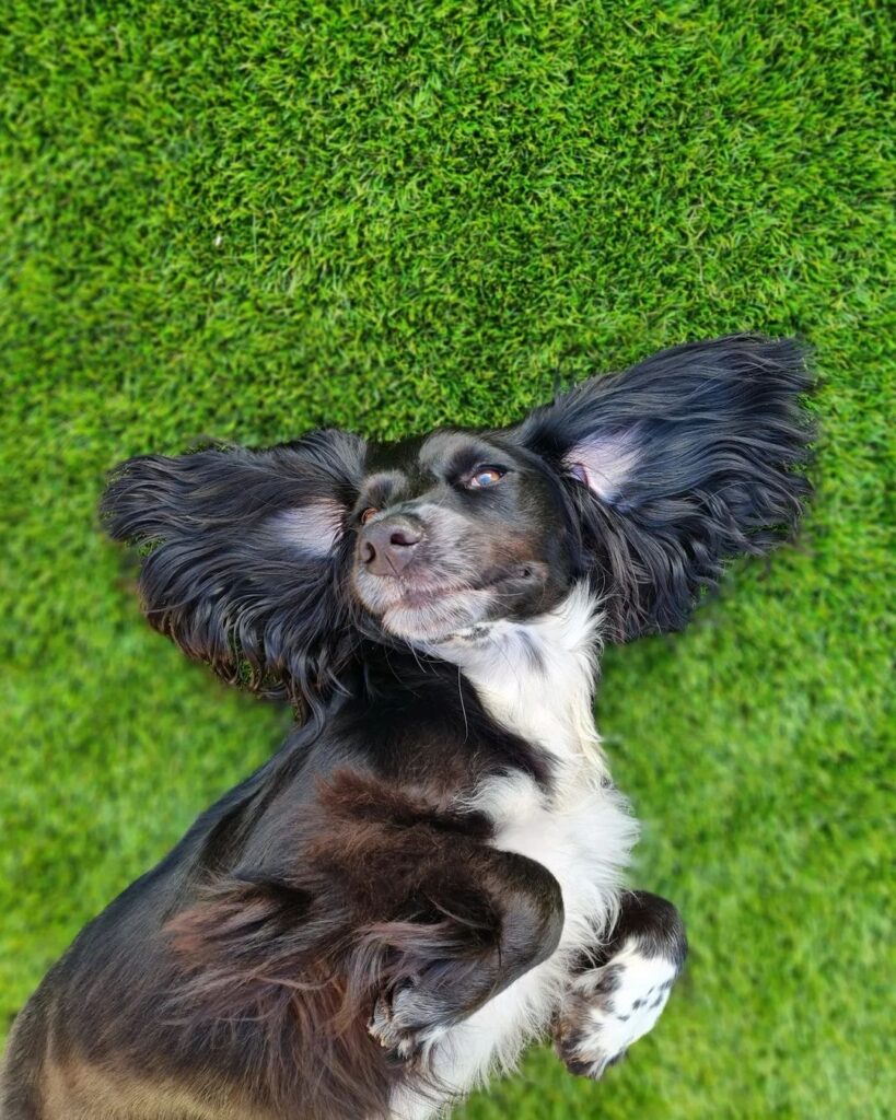 How Artificial Grass Protects Your Pets