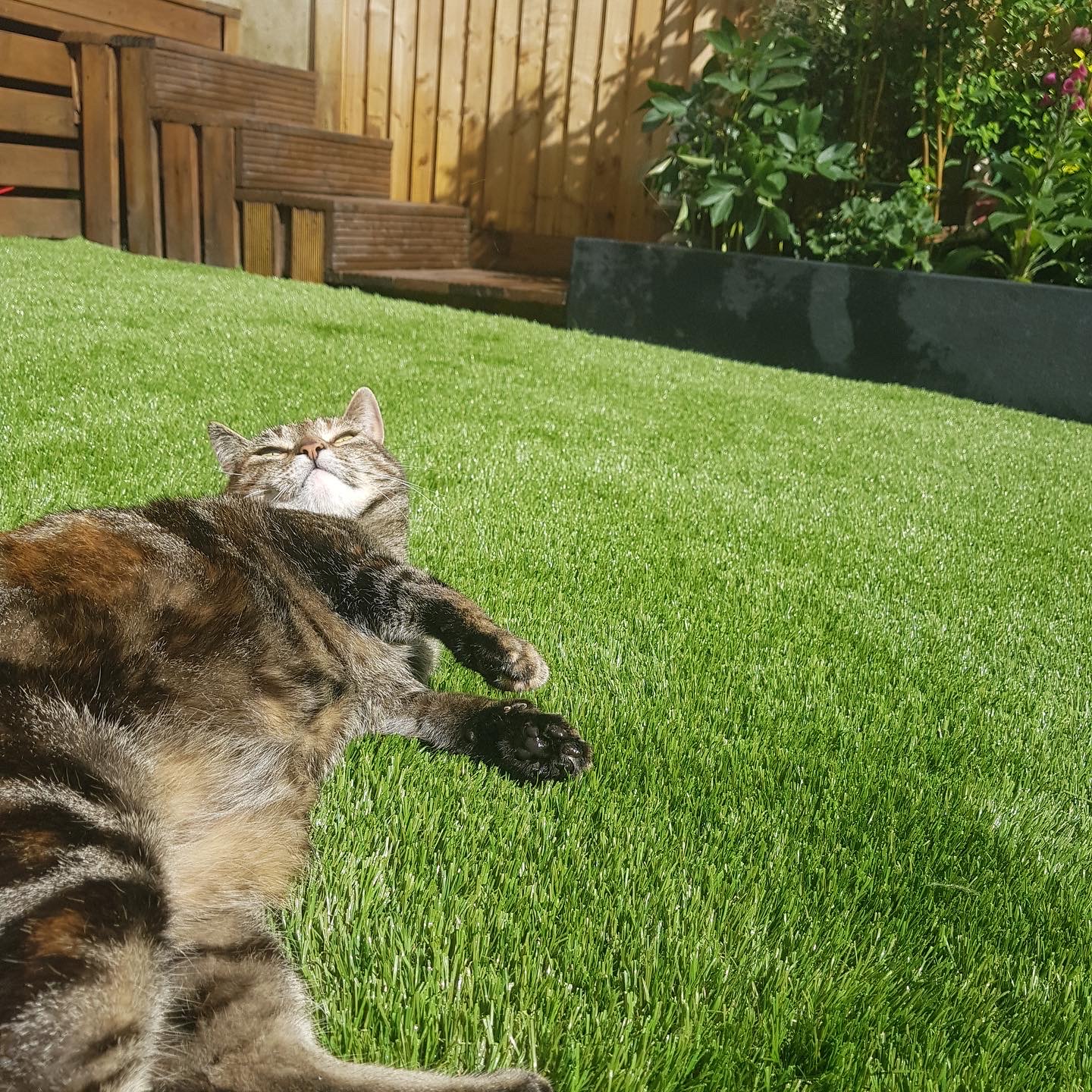 5 Things To Know About Artificial Grass and Your Pets