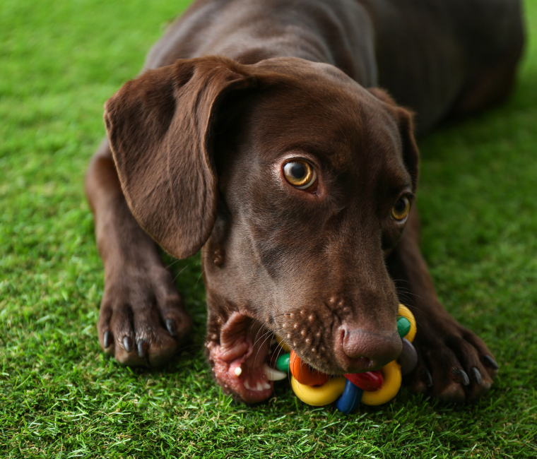 5 Things To Know About Artificial Grass and Your Pets