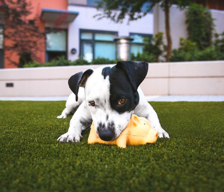 How Artificial Grass Keeps Pets and Homes Mud-Free