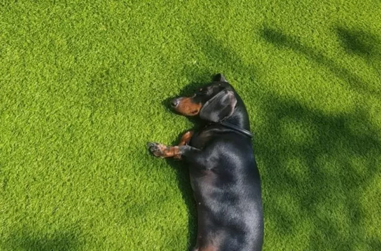 artificial-grass-for-dogs-2-760x500-c-center