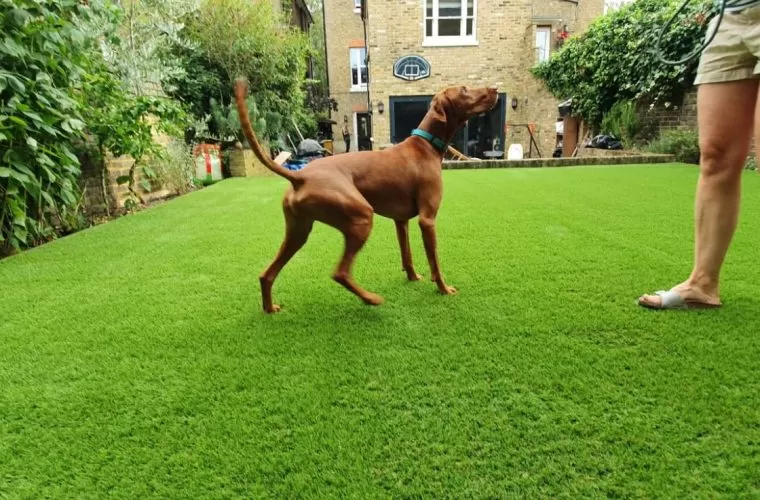 artificial-grass-for-dogs-3-760x500-c-center