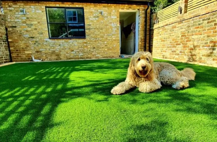 artificial-grass-for-dogs-hero-e1640190075817-760x500-c-center