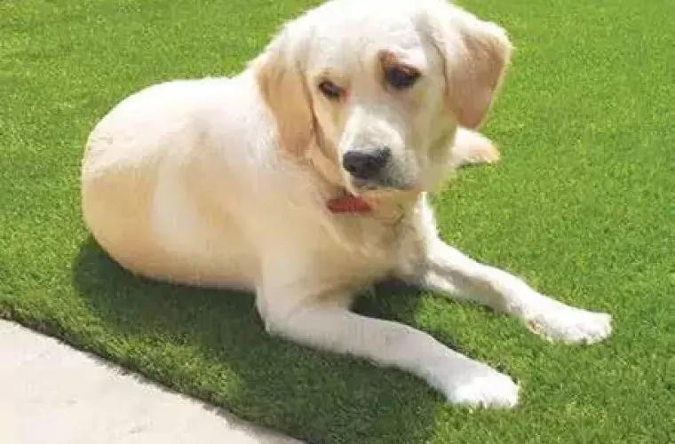 easigrass-pet-2-760x500-c-center