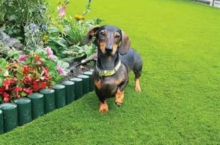 easigrass-pet-3-760x500-c-center