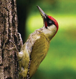 Easigrass-Newsletter-Wildlife-1