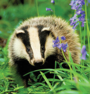 Easigrass-Newsletter-Wildlife-2