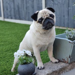 artificial-grass-for-pets-11