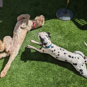 artificial-grass-for-pets-12
