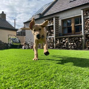 artificial-grass-for-pets-dogs-and-children